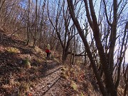 15 Bello il bosco di carpini neri baciati dal sole